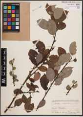 Foto von Salix caprea L.